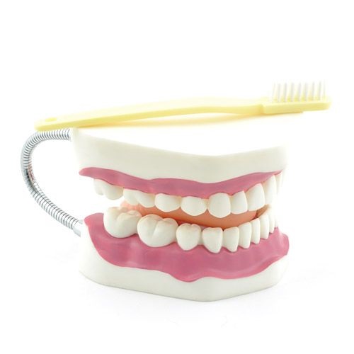 Dental Hygiene Model with Toothbrush