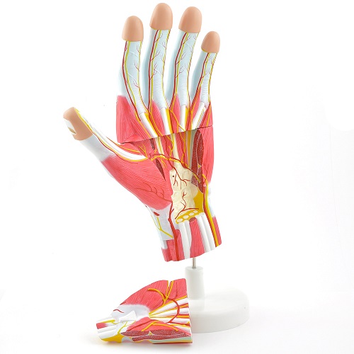 3D Anatomical Hand Model